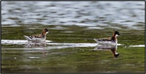 Red-necked Phalarope.  The female is the prettier one on the right. Photo by Ken PItts