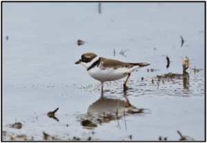 Semipalmated Plover by Ken Pitts