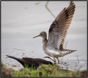 Solitary Sandpiper in breeding plumage. By Ken Pitts