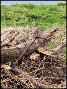 remains of a basket used as a goose nesting platform that collapsed