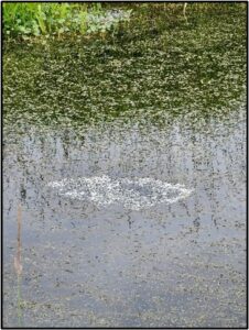 Bullfrog egg mass in the water attached to grasses