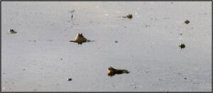 A Chorus of Bullfrogs with dominant males, subordinate males and possibly females.