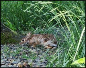 Bush Rabbit by Susan Setterberg