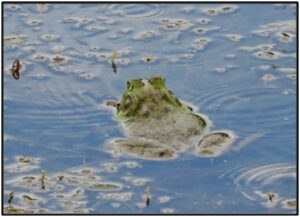 A dominant male bullfrog