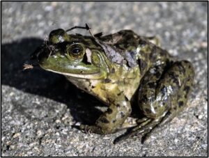 Female bullfrog sits on a sidewalk with a leaf stuck to it