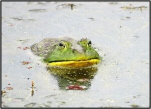 Male bullfrog partially submerged