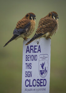 Male and Female American Kestrels sit next to one another on a refuge boundary sign