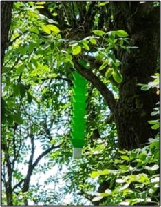 Emerald Ash Borer Monitoring tube