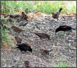 Juvenile and adult Red-winged Blackbirds feeding off the ground