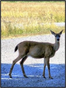 Blacktailed Deer standing on a gravel road