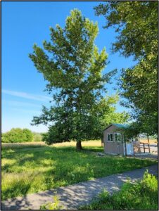 Cottonwoods behind the contact station