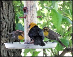 Juvenile and adult Yellow-headed Blackbirds on a feeder