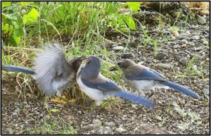 Scrub Jay adults feeding fledgling