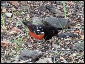 Spotted Towhee on the ground
