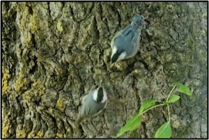 White-breasted Nuthatch feeding fledgling