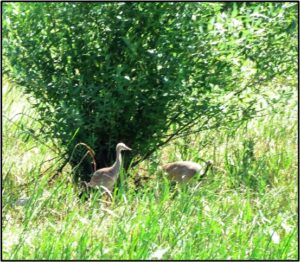 Colt with parent feeding in Rest Lake July 21, 2023 Photo by author