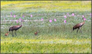 First documented sighting of the crane family with two colts on Ruddy Lake June 25, 2023, Photo by Rick Jordan