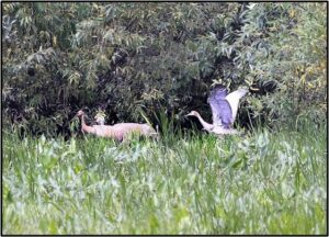 Not yet fledged colt stretching its wings with parents. August 4, 2023 Photo by Rick Jordan