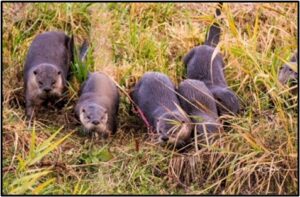 Otters Photo by Volunteer Carl LaCasse