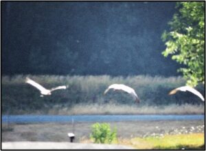 Sandhill Crane family with fledgling Aug 22, 2923 Photo by author