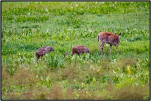 Unmated Pair of Sandhills with deer in Big Lake Photo by Carl LaCasse