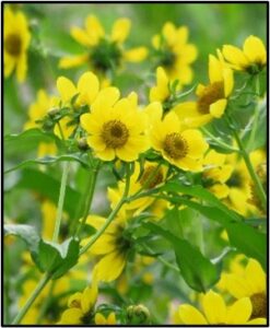 close up of beggers ticks flowers by susan setterberg