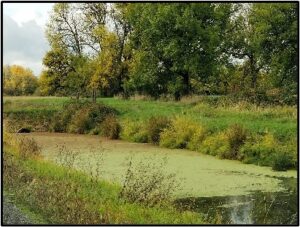 A slough on the Refuge in fall colors