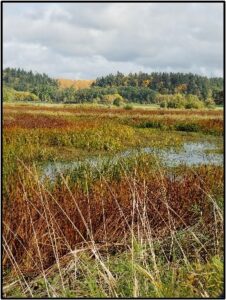A wetland in fall colors