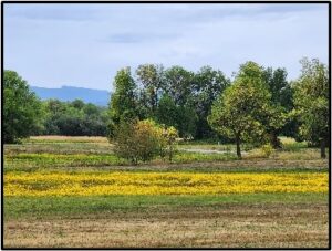 a field of Beggers ticks flowers