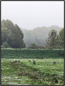 Cranes in Swartz Field (#12) before going to night roost.