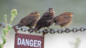 three female or immature re-winged blackbirds perch on a refuge boundary chain gate.