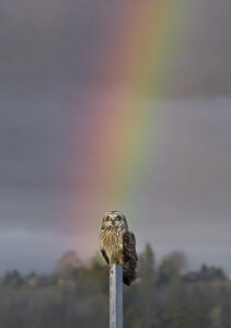 Short-earred Owl perched on a sign at the end of a rainbow