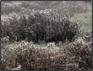 Silk spider webbing blanketing wetlands plants.