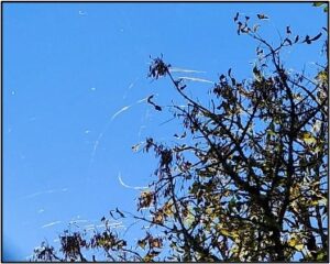 Spider silk at tops of ash trees.