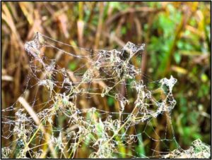 Water droplets on spider silk threads.