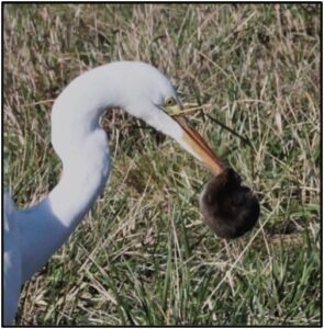 Great Egret eating a vole by Susan Setterberg