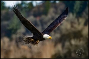 Bald Eagle carrying nest material Photo by Carl LaCasse