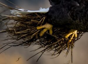 Bald Eagle carrying nest material close up on talons by Carl LaCasse