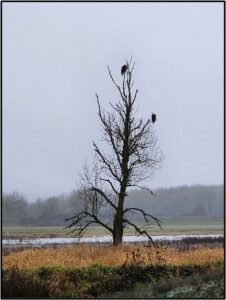 Bald Eagles in a winter tree Photo by Susan Setterberg