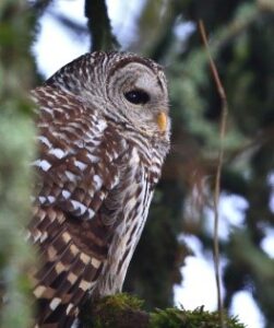 Barred Owl by Jim Bradley