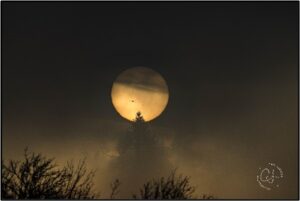 Goose flying across sun in dense fog Photo by Carl LaCasse.