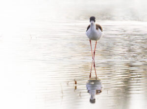 Black-necked Stilt by Ken Pitts