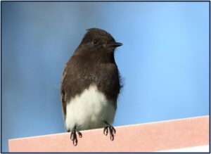 Black Phoebe perched on a sign by Jim Bradley