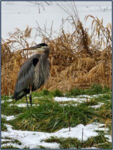 Great Blue Heron in a snowy wetland by Susan Setterberg