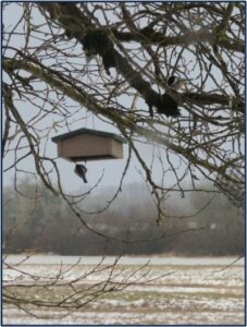 Black-capped Chickadees around a feeder in a tree by Susan Setterberg