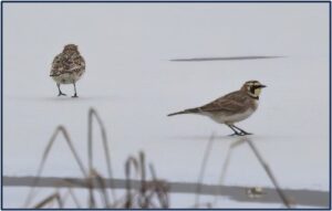 Horned Larks by Ken Pitts