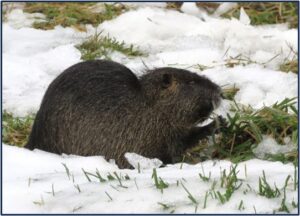 nutria in the snow by Susan Setterberg