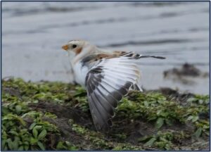 Snow Bunting on the edge of a wetland by Angie Vogel