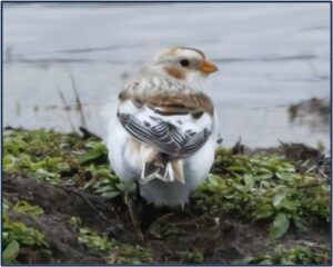 Snow Bunting on the edge of a wetland by Angie Vogel