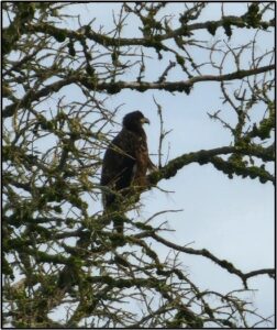 juvenile bald eagle perched in a tree